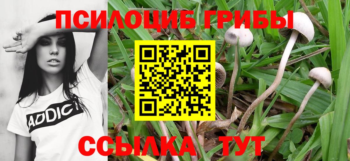Псилоцибиновые грибы ЛСД  Вязьма  продажа наркотиков  Галлюциногенные грибы ЛСД 
